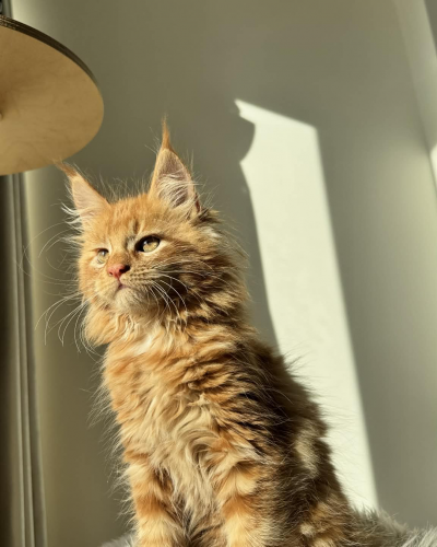 FCE5216A-140B-42D5-A418-ACC692B57E2E