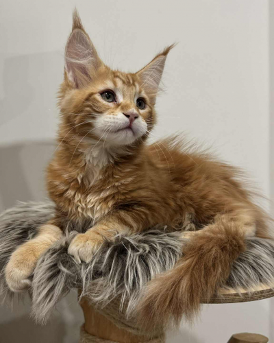 FF132B82-AB4D-4F96-B6FF-D1272BBA21B2