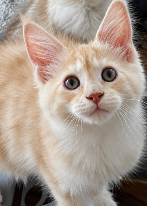 Elowen, red silver polydactyl Maine Coon female