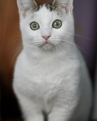 Screenshot 2025-12-25 at 6.21.16 PM