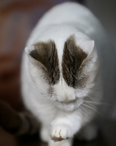 Screenshot 2025-12-25 at 6.21.36 PM