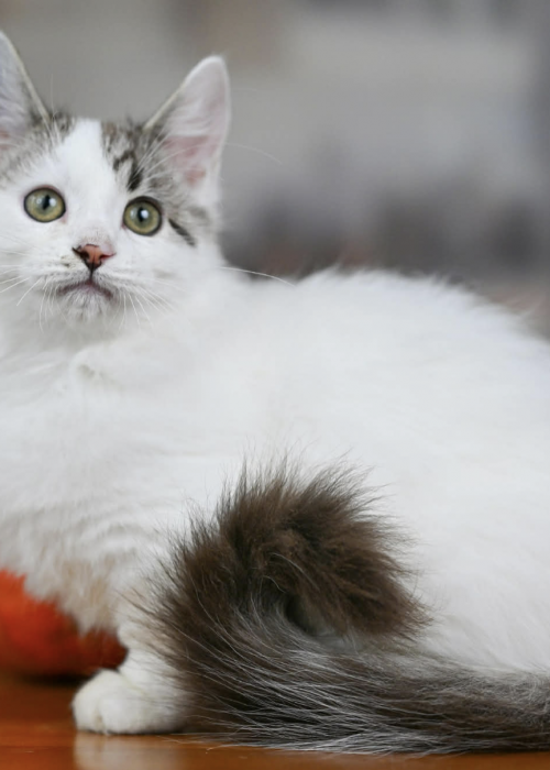 Screenshot 2025-12-25 at 6.30.33 PM