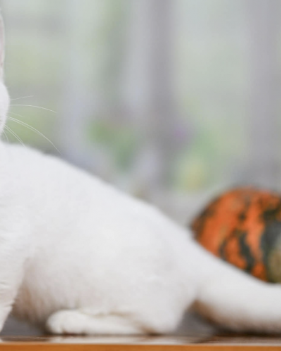 Screenshot 2025-12-25 at 6.46.54 PM