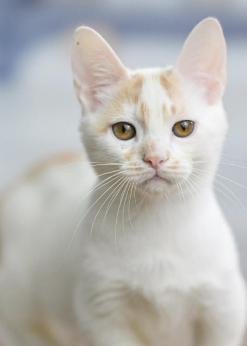 Screenshot 2025-12-25 at 6.55.39 PM