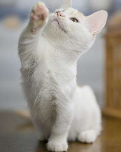 Screenshot 2025-12-25 at 6.56.22 PM