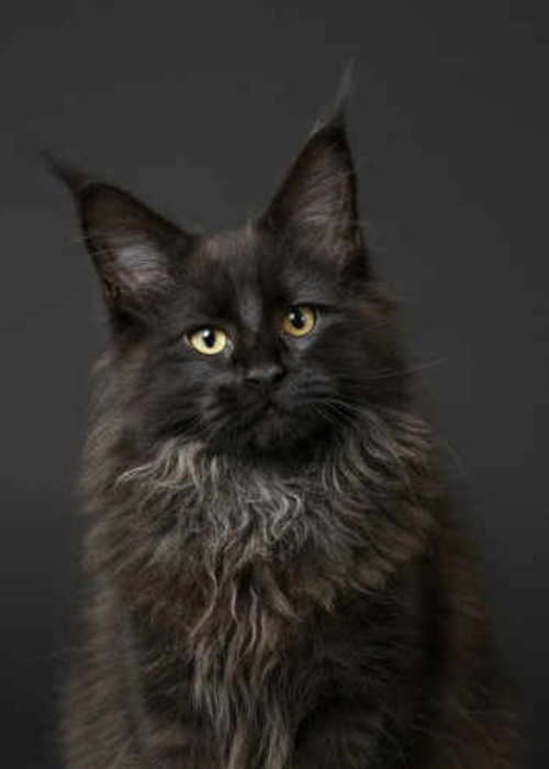 Screenshot 2025-12-30 at 5.29.16 AM