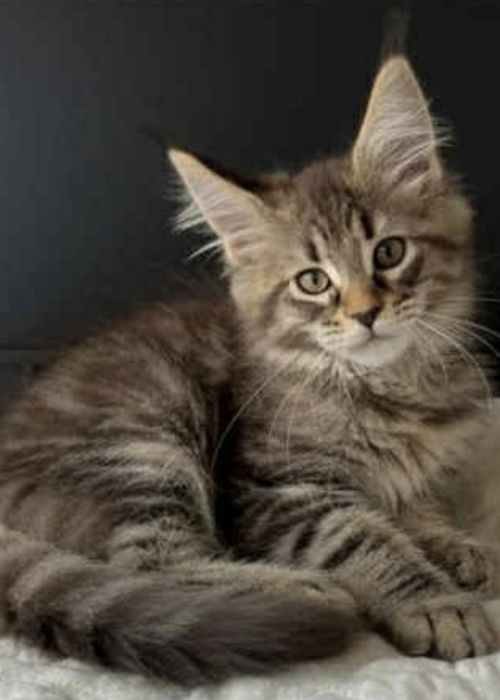 Screenshot 2025-12-30 at 5.42.59 AM