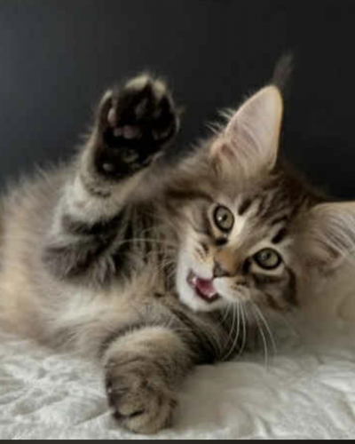 Screenshot 2025-12-30 at 5.43.08 AM