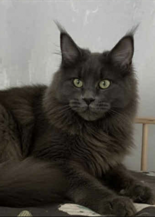 Screenshot 2025-12-30 at 5.56.04 AM