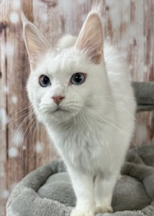 Screenshot 2026-01-07 at 5.48.03 PM