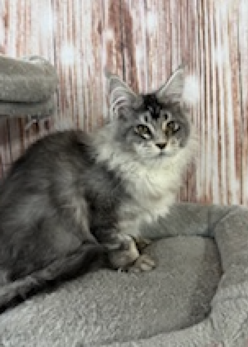 Screenshot 2026-01-07 at 5.52.50 PM