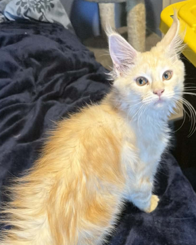 Screenshot 2026-03-02 at 3.05.01 PM