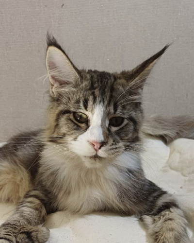 Screenshot 2026-03-18 at 10.10.18 AM