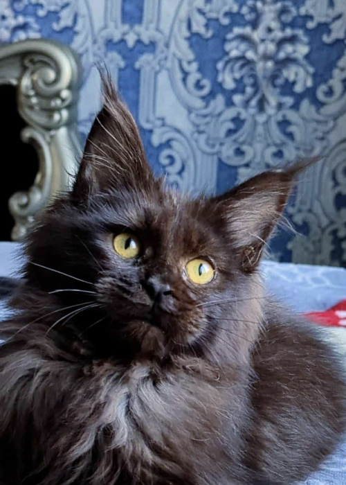 Screenshot 2026-04-05 at 6.37.30 PM