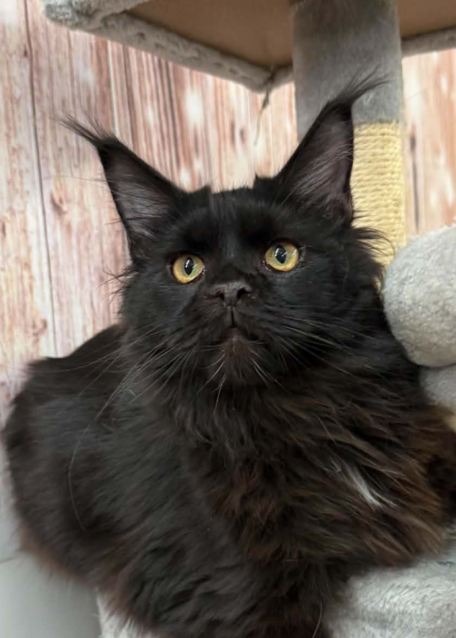 Nemo Black Maine Coon