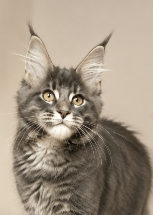 Blue Tabby Maine Coon
