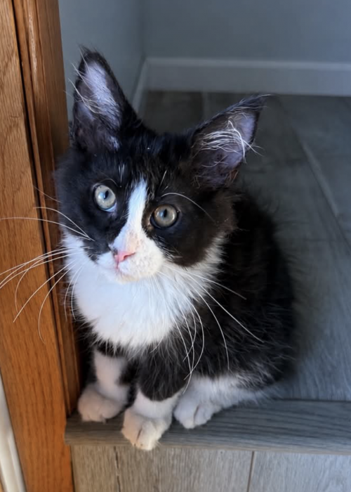Black and white Maine Coon