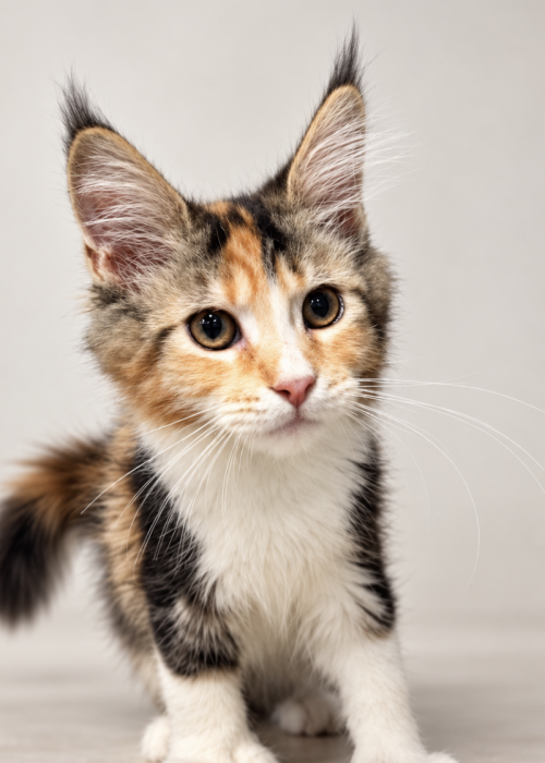 Poly black tortie female Maine Coon