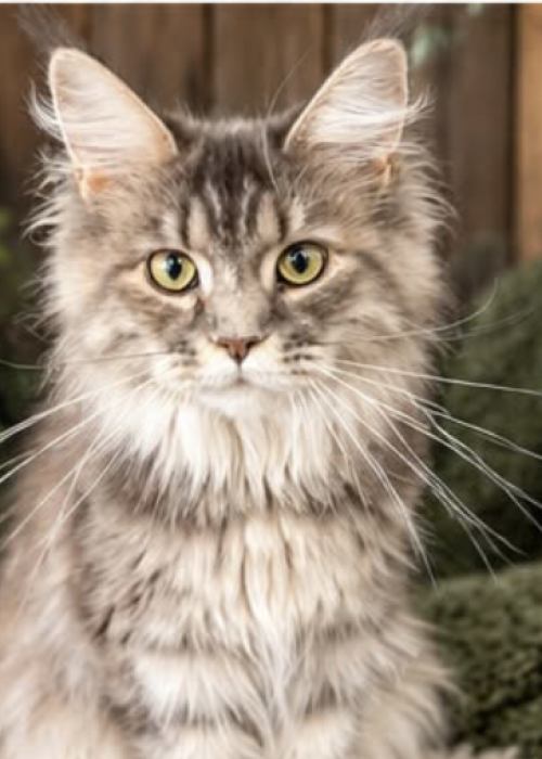 Laura blue tortie Maine Coon female