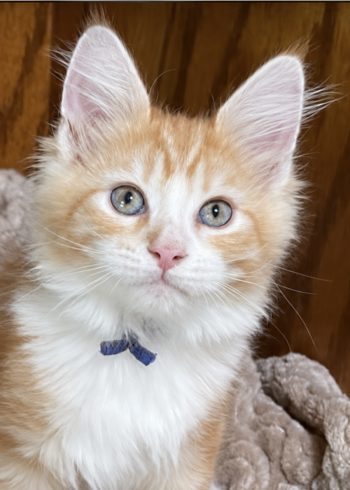 Finn, red tabby male Maine Coon