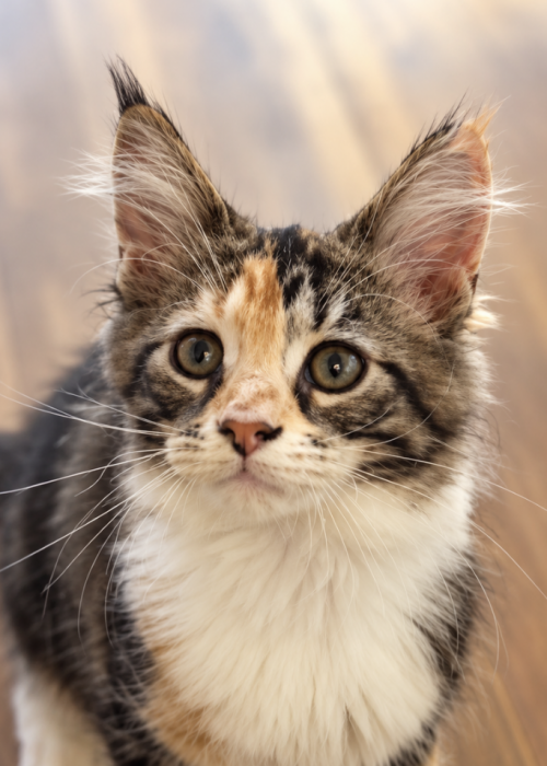 Marigold, black tortie with white Maine Coon female
