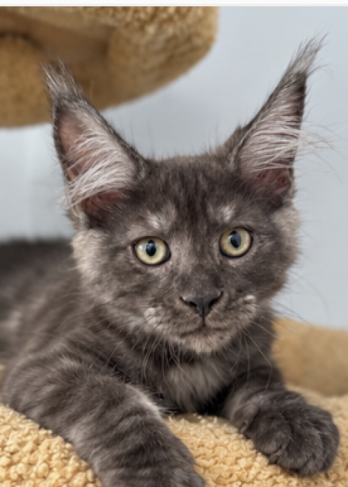 Ghost black smoke Maine Coon male