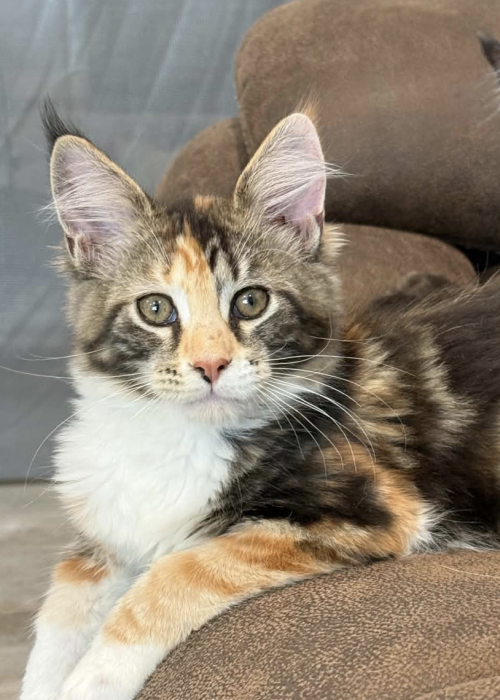 Marigold black tortie with white Maine Coon.