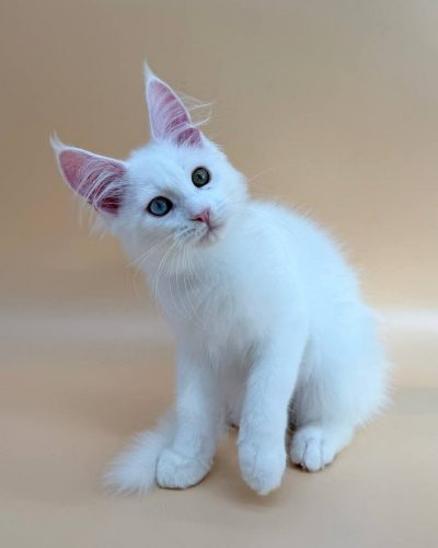 Unknown-3136