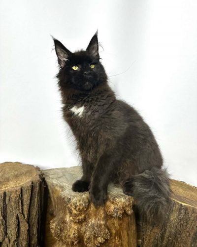 image of standing maine coon breed cat