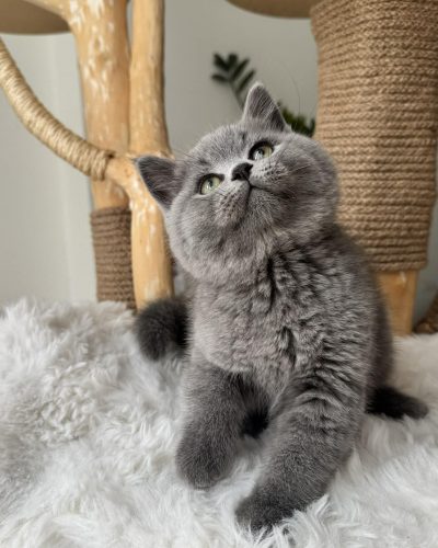 Most Trusted Registered Maine Coon Breeders​