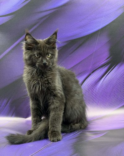 Unknown-3581