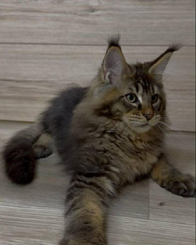 Unknown-3593