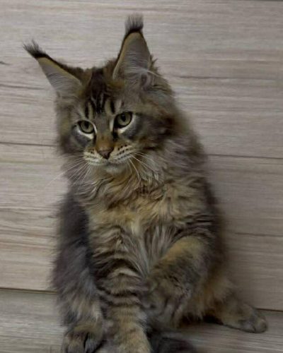 Unknown-3594