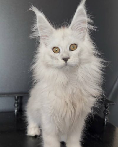 Unknown-3772