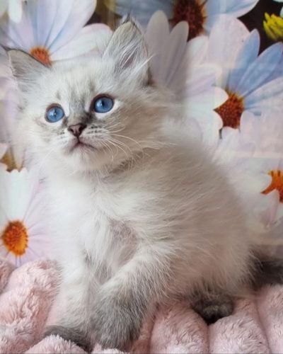 Unknown-4155