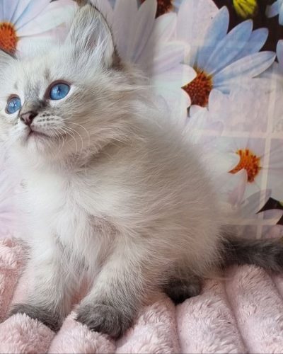 Unknown-4156