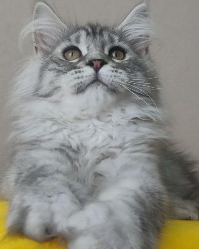 Unknown-4412