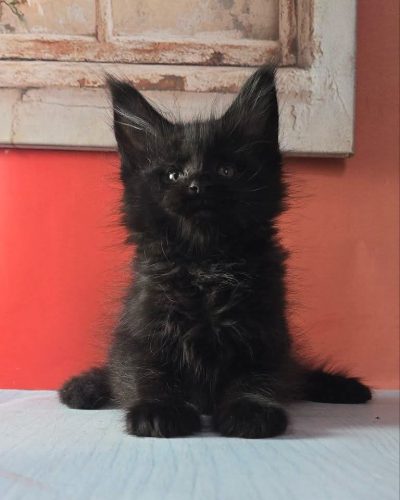 Unknown-4562