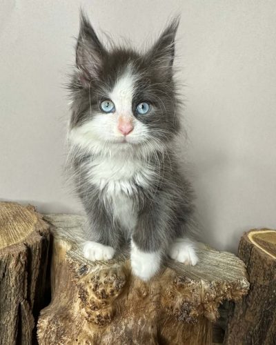 Unknown-4583