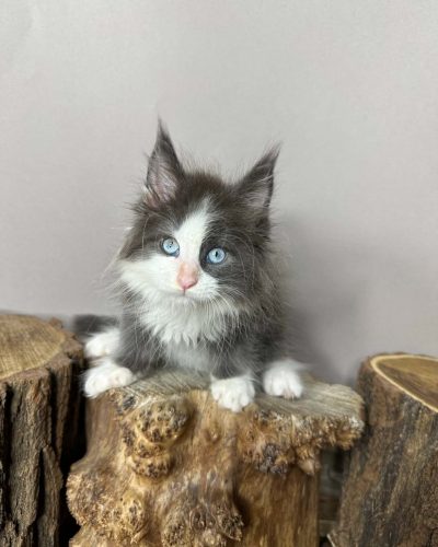 Unknown-4584