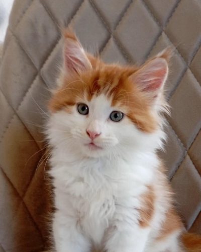 Klaus red and white Maine Coon kitten