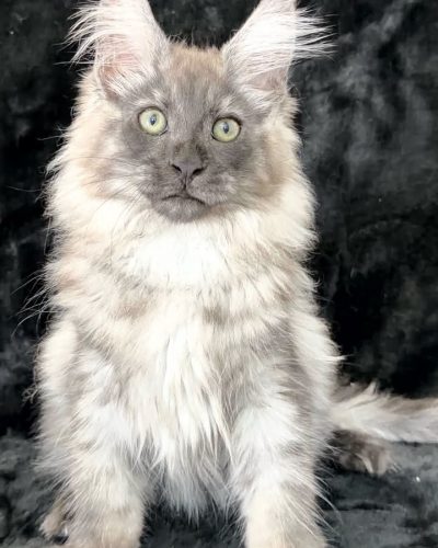Unknown-4779