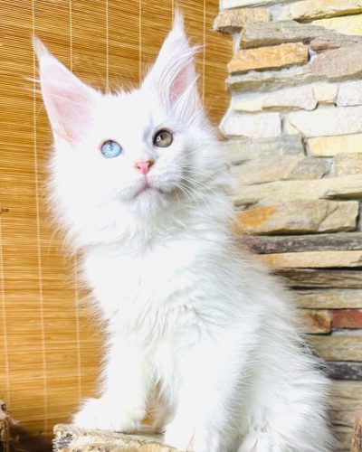 Unknown-4794