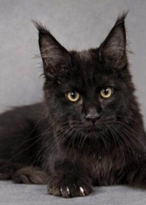 Black Maine Coon kitten for sale