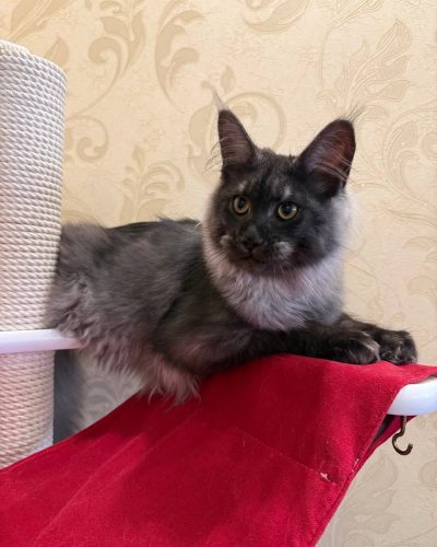 Black smoke Maine Coon