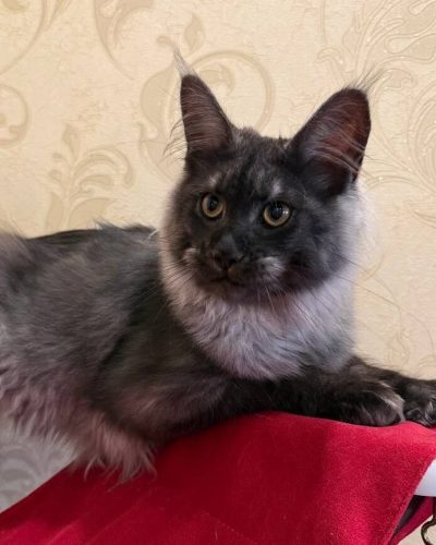Black Smoke female maine coon