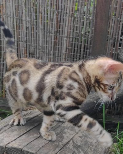 Bengal kitten for sale