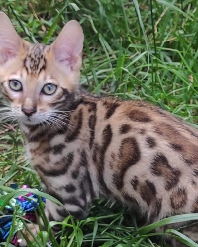 Laymon Bengal kitten