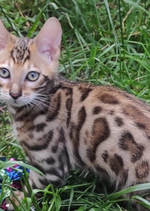 Laymon Bengal kitten