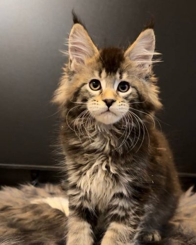 Flip Maine Coon kitten with tabby coat